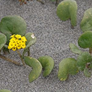 Abronia latifola – Yellow Sand Verbena – Sand Verbena – Nyctanginaceae get a quote