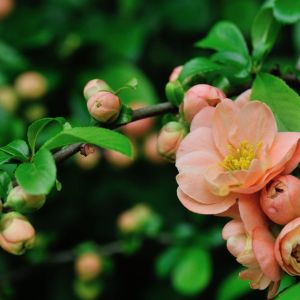 Chaenomeles x superba ‘Cameo’ – Flowering Quince – get a quote