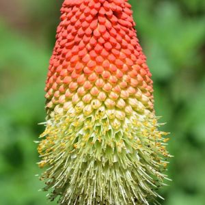 Kniphofia northiae – Red-hot Poker – Torch Lily – Tritoma – Torch Flower – get a quote