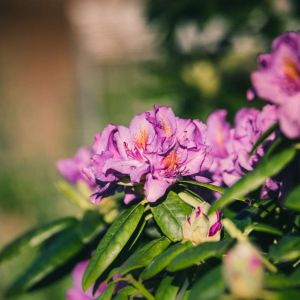 Rhododendron ‘Roseum Elegans’ – Azaleas – get a quote