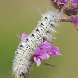 Hickory Tussock Moth – Lophocampa caryae get a quote