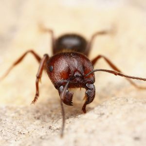 Harvester Ants – Pogonomyrex spp. get a quote