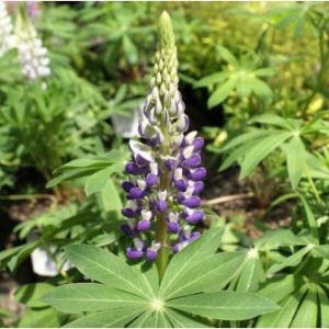Lupinus ‘Russel hybrid mix’ – Russell Lupine – get a quote