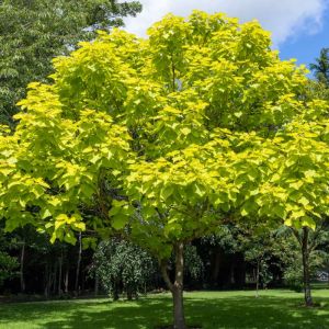 Catalpa bignonioides ‘Aurea’ – Bean Tree – Southern Catalpa – Indian Bean Tree – get a quote