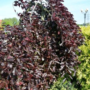 Fagus sylvatica ‘Purpurea Pendula’ – Common Beech – European Beech – Beech   – get a quote