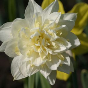 Narcissus ‘Irene Copeland’ – Daffodil ‘Irene Copeland’ get a quote