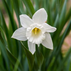 Narcissus ‘Mount Hood’ – Daffodil ‘Mount Hood’ get a quote