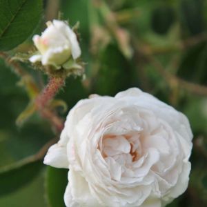 Rosa ‘Blanche Moreau’ – Rose ‘Blanche Moreau’ get a quote