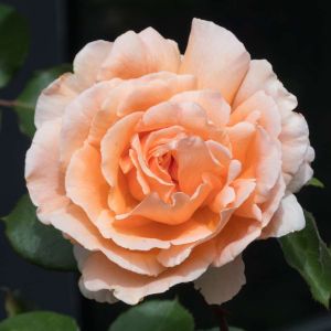 Rosa ‘Just Joey’ – Rose ‘Just Joey’ get a quote