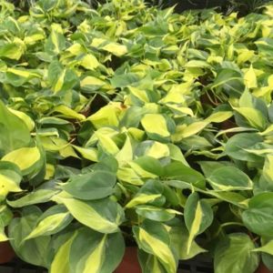 Philodendron – Philly Brazil get a quote