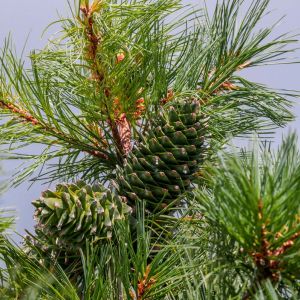 Pinus koraiensis – Korean Pine – Pine – get a quote