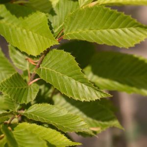 Carpinus b. ‘Fastigiata’ – Hornbeam – get a quote