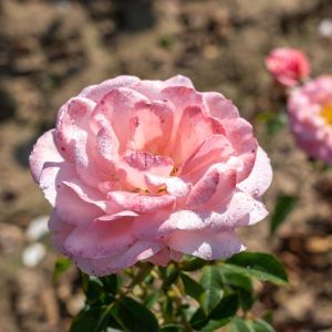 Rosa ‘Sexy Rexy’ – Rosa ‘Heckenzauber’ – Rose ‘Sexy Rexy’ get a quote