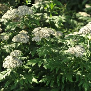 Achillea grandifolia – White Yarrow – Yarrow – get a quote