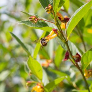 Lonicera involucrata – Twinberry – Honeysuckle – Woodbine – get a quote