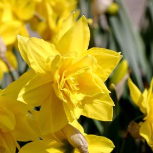 Narcissus ‘Golden Ducat’ – Daffodil ‘Golden Ducat’ get a quote