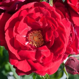 Rosa ‘Paul’s Scarlet Climber’ – Rose ‘Paul’s Scarlet Climber’ get a quote