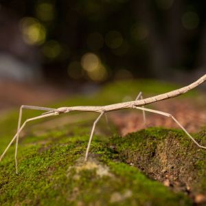 Prairie Walkingstick – Diapheromera velii get a quote