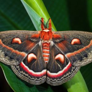 Cercropia Moth – Hyalophora cecropia get a quote