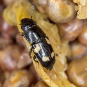 Fourspotted Sap Beetle – Glischrochilus quadrisignatus get a quote