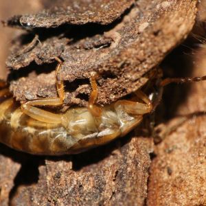 Striped Earwig – Ladidura riparia get a quote