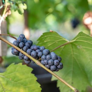 Vitis coignetiae – Crimson Glory Vine – Grape get a quote