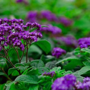 Heliotrope ‘Fragrant Delight’ – Fragrant delight – get a quote