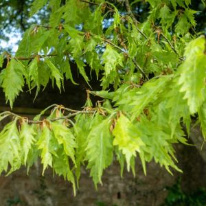 Fagus sylvatica ‘Aspleniifolia’ – Fern-leaved Beech – Common Beech – European Beech – Beech  – get a quote