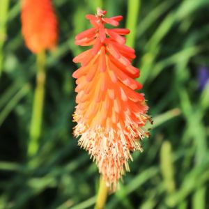 Kniphofia ‘Alcazar’ – Red-hot Poker – Torch Lily – Tritoma – Torch Flower – get a quote