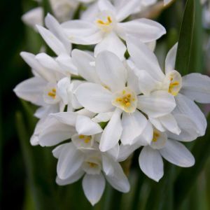 Narcissus papyraceus – Narcissus ‘Paper White’ – Narcissus ‘Paper White Grandiflorus’ – Paper White narcissus – Joss Flower – Daffodil ‘Paper White’ get a quote