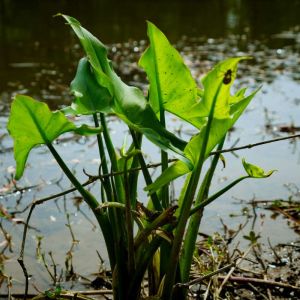 Peltandra virginica – Peltandra undulata – Arrow Arum – Green Arrow Arum – Tuckahoe – Water Arum get a quote