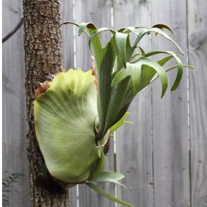 Platycerium bifurcatum – Platycerium alcicorne of gardens – Common Staghorn Fern – Elkhorn Fern – Staghorn Fern get a quote