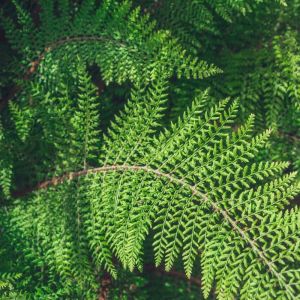 Polystichum setiferum – Hedge Fern – Soft Shield Fern – Shield Fern – get a quote