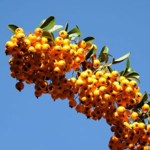Pyracantha rogersiana – Rogers Firethorn – Firethorn – get a quote