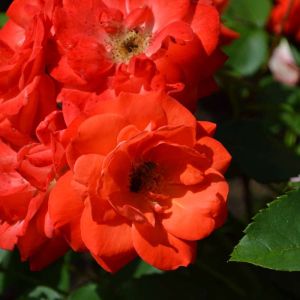 Rosa ‘Orange Sensation’ – Rose ‘Orange Sensation’ get a quote