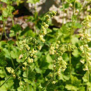 Tellima grandiflora ‘Purpurteppich’ – Fringe Cups get a quote