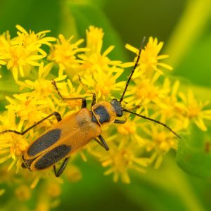 Soldier Beetles – Canthaeidae get a quote