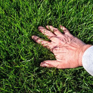 Festuca elatior – Tall Fescue – Fine Fescue -Fescue get a quote