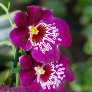 Miltonia – orchid get a quote