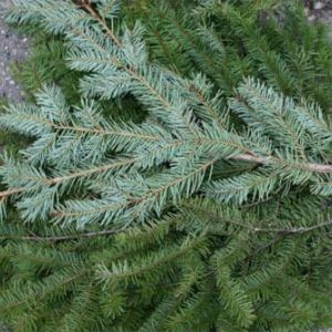 Douglas Fir Branches get a quote