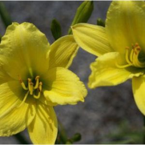 Hemerocallis ‘Green Flutter’ – Daylily ‘Green Flutter’ – get a quote