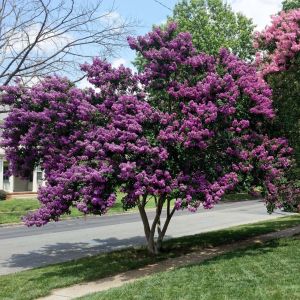 Lagerstroemia indica ‘Catawba’ – Crape Myrtle – Crepe Myrtle – get a quote
