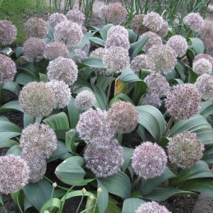 Allium karataviense – Onion get a quote