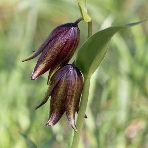 Fritillaria biflora – Black Fritillary Mission Bells – Fritillary – get a quote