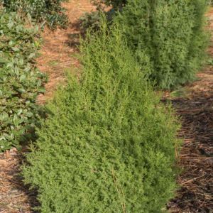 Juniperus thurifera – Spanish Juniper – Sabina – Juniper get a quote