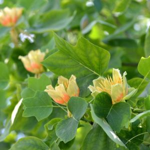 Liriodendron tulipifera – North American Tulip Tree – Tulip Tree – get a quote