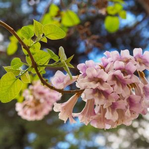 Paulownia fortunei – Powton – get a quote