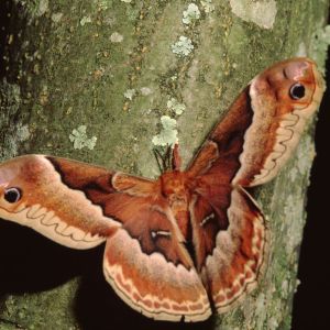 Promethea Moth – Callosamia promethea get a quote