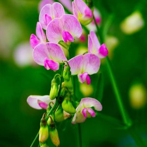 Lathyrus odoratus Pink Cupid – Sweet Pea get a quote