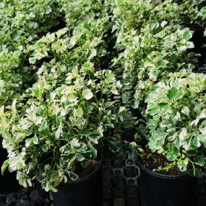 Polyscias – Aralia Ming Variegated – get a quote